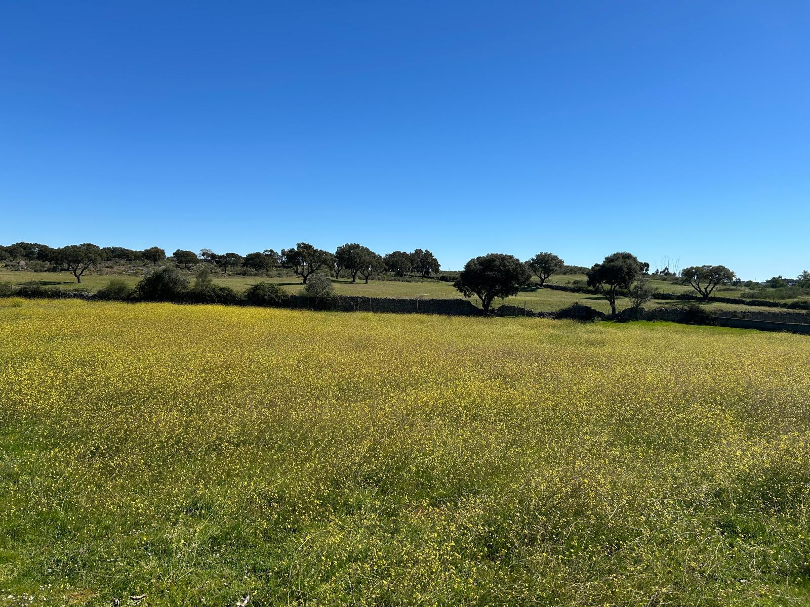 Farmland at Castelo Branco in Central Portugal: a meadow of yellow wildflowers under clear sky, with cork oaks along the horizon.