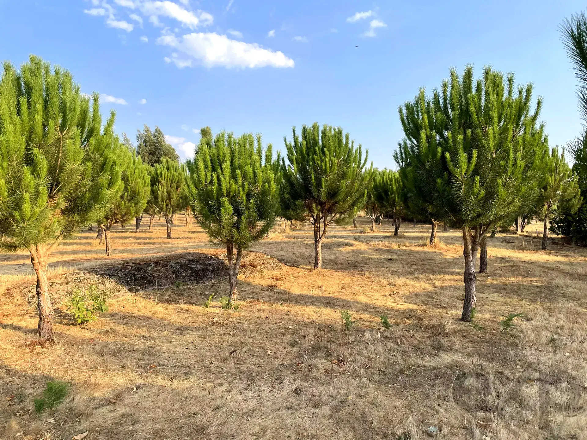 Agricultural Land for Sale in Seia – São Romão e Lapa dos Dinheiros