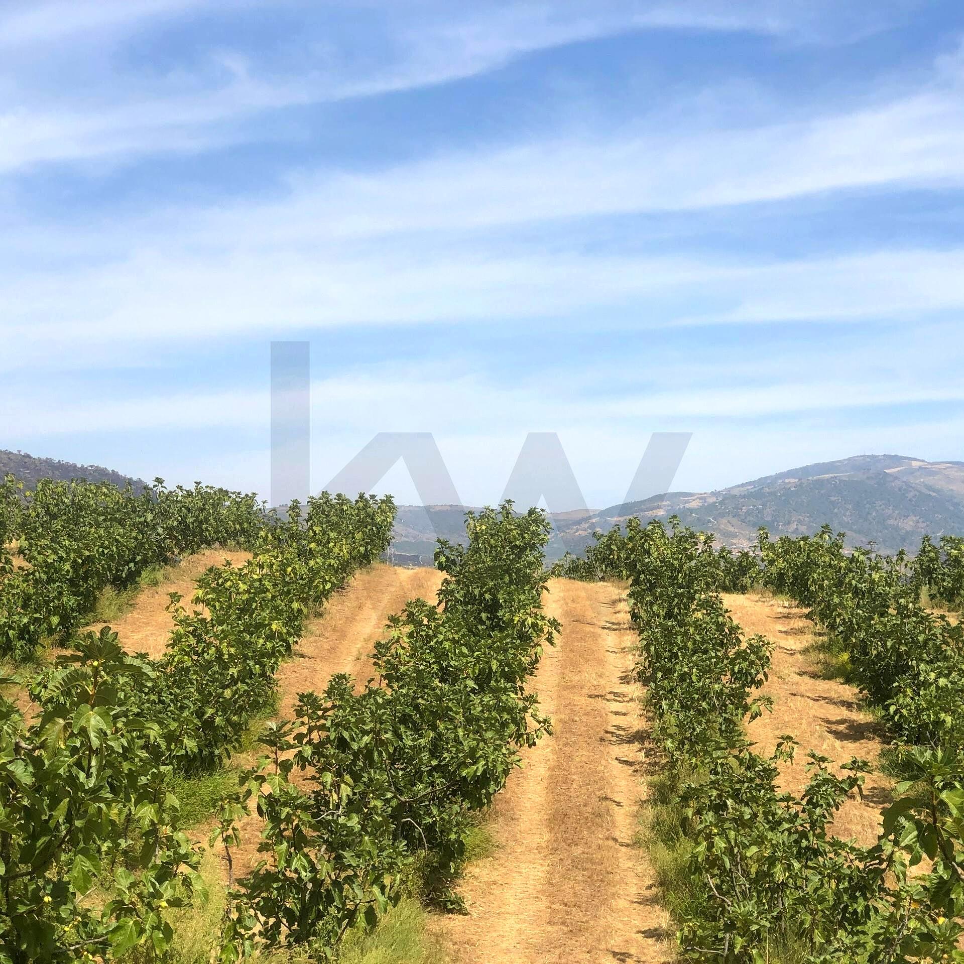 14-Hectare Organic Fig Farm and Brand