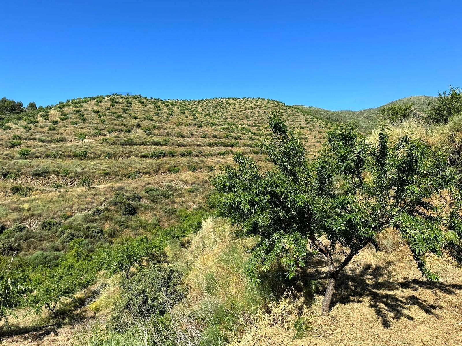 Property / Rustic Land of 22 Hectares with Almond Orchard in Organic Production