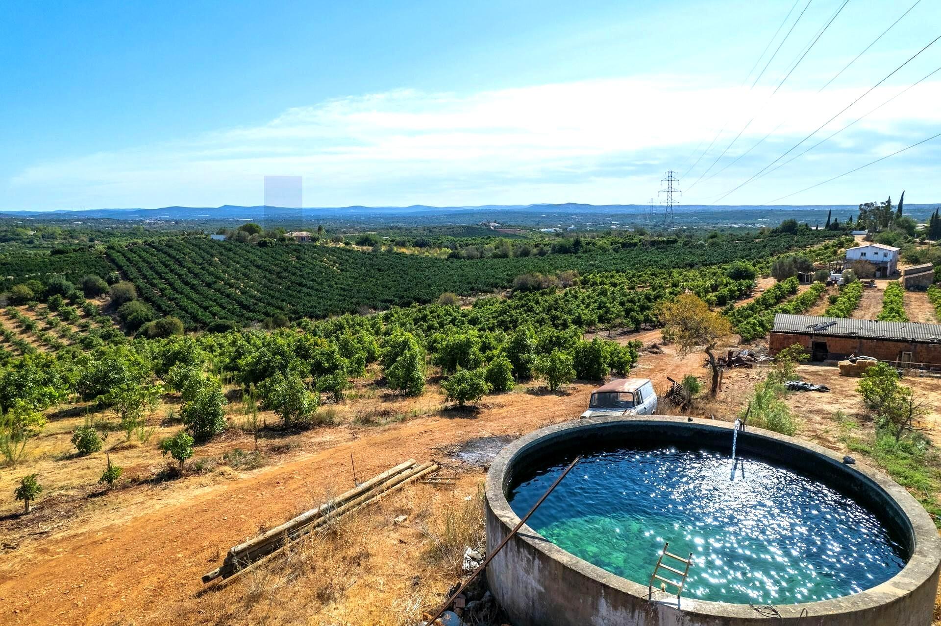 Agricultural Land in Silves with 8.4 Hectares and Over 3,000 Avocado Trees in Production