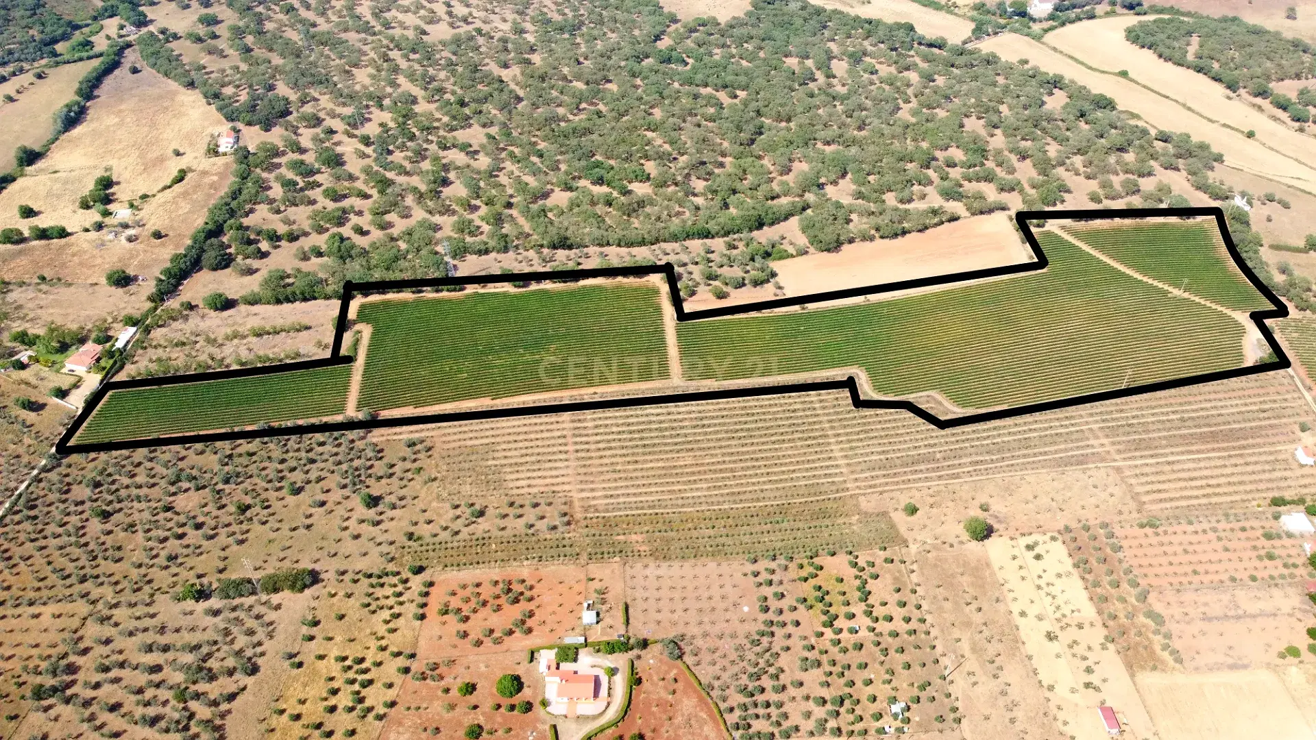 81,325 m2 Vineyard in Estremoz